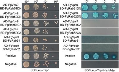 FgVps9, a Rab5 GEF, Is Critical for DON Biosynthesis and Pathogenicity in Fusarium graminearum